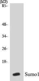 Sumo1 Cell Based ELISA Kit (A103122-96)