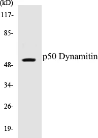 p50 Dynamitin Cell Based ELISA Kit (A102843-96)