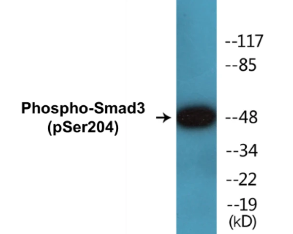 Smad 3 (phospho Ser204) Cell Based ELISA Kit (A102084-296)