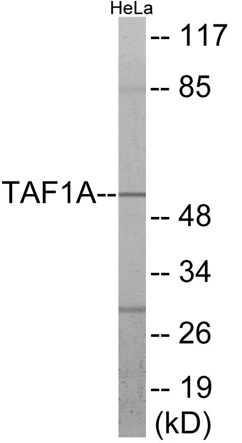 TAF1A Cell Based ELISA Kit (A103587-96)