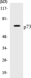 p73 Cell Based ELISA Kit (A103746-96)