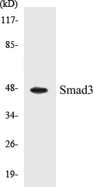 Smad3 Cell Based ELISA Kit (A103072-96)