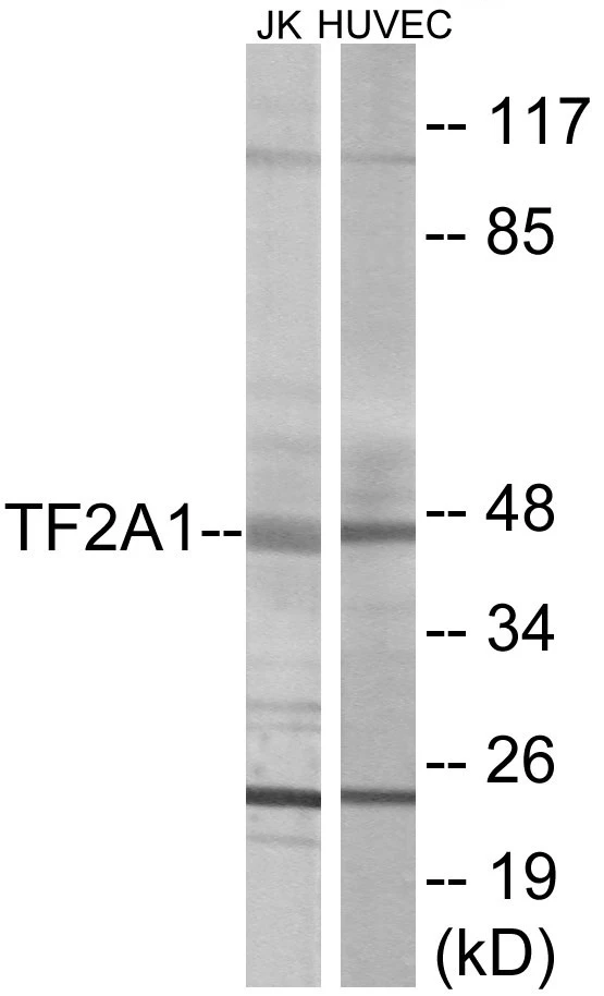 TF2A1 Cell Based ELISA Kit (A103151-96)