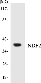 NDF2 Cell Based ELISA Kit (A103297-96)