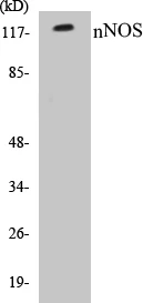 nNOS Cell Based ELISA Kit (A103198-96)