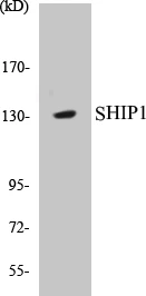 SHIP1 Cell Based ELISA Kit (A103034-96)