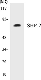 SHP-2 Cell Based ELISA Kit (A103071-96)