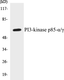 PI3-kinase p85 alpha + gamma Cell Based ELISA Kit (A102816-96)