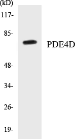 PDE4D Cell Based ELISA Kit (A103069-96)